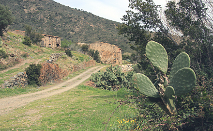 Colera